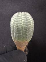 No.794 特選 ユーフォルビア オベサEuphorbia obesa 多肉植物 塊根植物 株激稀株 実生3株_画像6