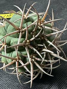 No.128 特選 Gymnocalycium hybopleurumBackeb選抜株 ギムノカリキウム フェロシオール 希少サボテン 限定株