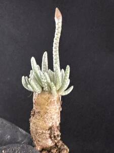 No.508 特選 Avonia　アボニア quinaria ssp. alstonii うつぼ錦 赤花　多肉植物　