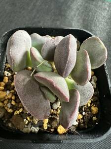 No.519 特選 Adromischus アドロミスクスアビオスマウンテン　多肉植物　