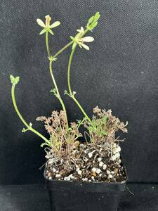 No.507 特選 塊根植物 ペラルゴニウム　ヒストリックス　Pelargonium hystrix 2株