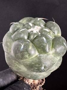 No.566 特選 多肉植物 コリファンタ・刺無象牙丸Coryphantha elephantidens spineless 限定特大株