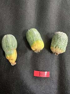 No.620 特選 ユーフォルビア オベサEuphorbia obesa 多肉植物 塊根植物 株激稀株 実生3株