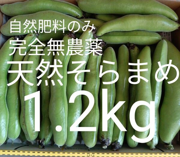 注文順収穫！自然肥料のみ！天然そらまめ1.2kg