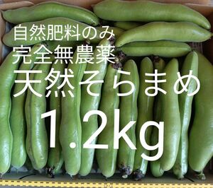 今季終了間近！注文順収穫！自然肥料のみ！こだわりの天然そらまめ1.2kg