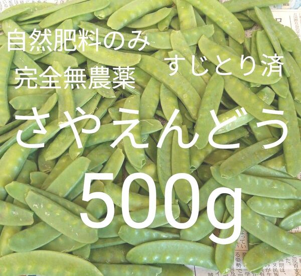 数量限定！完全無農薬で自然栽培！すじとり済さやえんどう500g