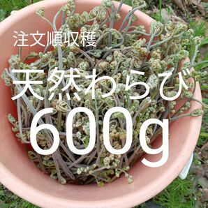 今季最終！注文順収穫！極新鮮！天然わらび600g