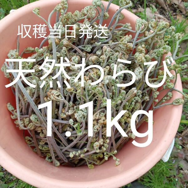 今季最終!本日午後収穫!極新鮮!天然わらび1.1kg
