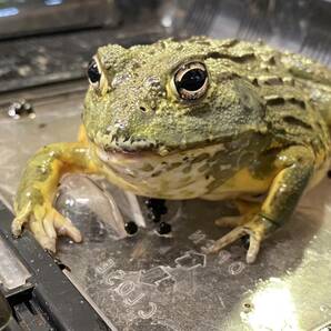 アフリカウシガエル  オス個体の画像1