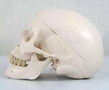 人体模型 頭蓋骨 標本から作製 リアル 3Dモデル 再現 精度 歯 骨 頭蓋冠 頭蓋底 下顎骨 学習 研究 置物 医学 ギフト 学術的 用途 鑑賞_画像8