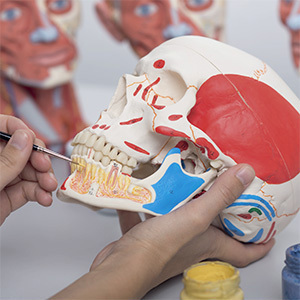 人体模型 頭蓋骨 標本から作製 リアル 3Dモデル 再現 精度 歯 骨 頭蓋冠 頭蓋底 下顎骨 学習 研究 置物 医学 ギフト 学術的 用途 鑑賞