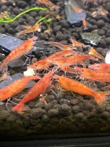 # red mi Nami freshwater prawn #. shrimp #20 pcs +α# safety transactions . bear it in mind.