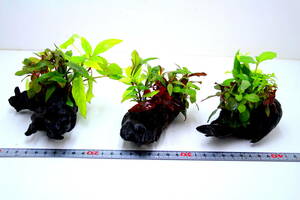 ** driftwood . many. water plants water plants [2 piece ]