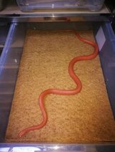 ココナッツマット 爬虫類マット 床材 ココヤシマット ペット　陸亀　蛇　昆虫飼育 50×30cmマット　2枚セット_画像4