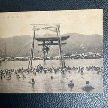 戦前絵葉書　厳島神社　神事玉取祭　古写真　レトロ　アンティーク　コレクション_画像3