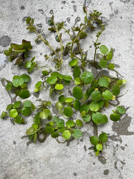 水生植物水辺植物メダカ金魚。水草抽水植物ビオトープ1株