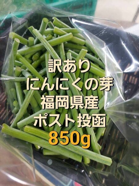 訳あり!にんにくの芽850g