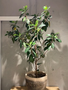 直接のお引取歓迎 Plant■フィカス・ルビギノーサ フランスゴムの木/観葉植物/H120cm/W80cm■良く葉を付けたスタイリッシュな姿