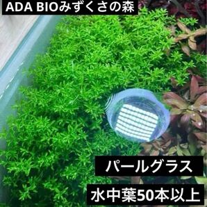 【水草】パールグラス　水中葉50本以上！ADA BIOみずくさの森