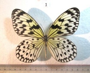 蝶標本　オオゴマダラ　①　フィリピン産　1♂