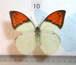 蝶標本　ツマベニチョウ　⑩　インドネシア産　1♂