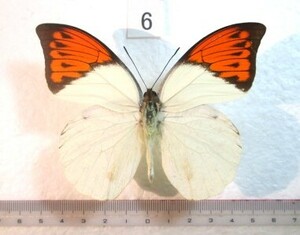 蝶標本　ツマベニチョウ　⑥　インドネシア産　1♂