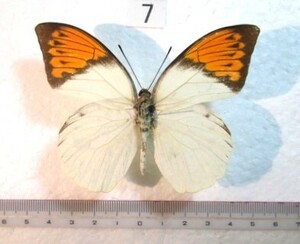 蝶標本　ツマベニチョウ　⑦　インドネシア産　1♂