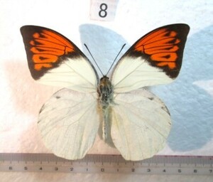  butterfly specimen tsuma red chou⑧ Indonesia production 1*