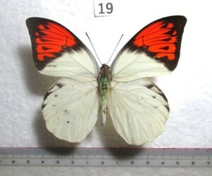 蝶標本　ツマベニチョウ　⑲　インドネシア産　1♂