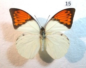 蝶標本　ツマベニチョウ　⑮　インドネシア産　1ペア