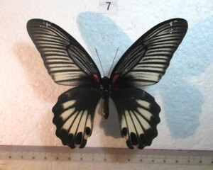  butterfly specimen length Kia ge is ⑦ Kagoshima prefecture Amami Ooshima production 1*