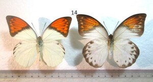 蝶標本　ツマベニチョウ　⑭　インドネシア産　1ペア