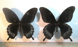 蝶標本　デイフォブスアゲハ　インドネシア産　2♂　2タイプ