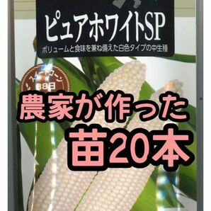 【20本】ピュアホワイト スイートコーン 白いとうもろこし 苗 野菜苗 雪印種苗