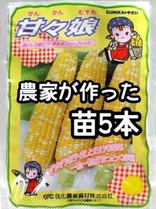 【5本】甘々娘 かんかんむすめ スイートコーン とうもろこし 黄白 野菜苗