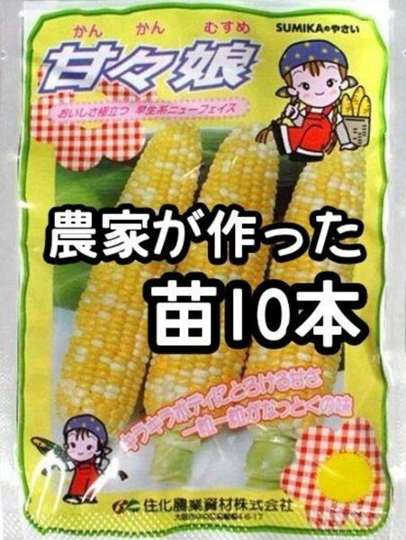 【10本】甘々娘 かんかんむすめ スイートコーン とうもろこし 黄白 野菜苗