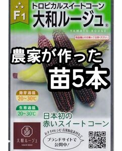 【5本】大和ルージュ トロピカルスイートコーン 赤いとうもろこし 苗 大和農園