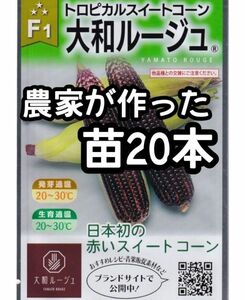 【20本】大和ルージュ トロピカルスイートコーン 赤いとうもろこし 苗 大和農園