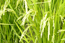 農薬未使用 イセヒカリ29k 玄米　No16_画像2