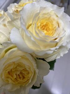 バラ苗　薔薇　DA ER 切花品種　イエローグラデーション　薔薇