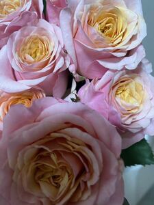 バラ苗　薔薇　切花品種　ピンクにオレンジ 薔薇