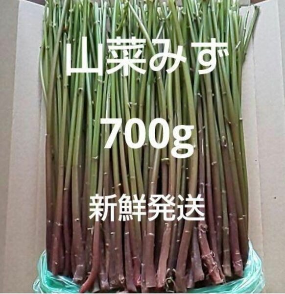 32 山菜 みず ミズ 700g 新鮮発送