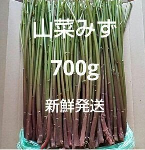 39 山菜 みず ミズ 700g 新鮮発送