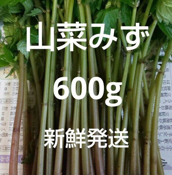 34 山菜 みず ミズ 600g 新鮮発送