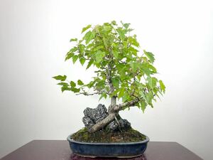  rare goods stone attaching kalakogi maple deer . tree maple 