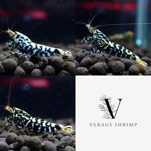 【Veraus-shrimp】雌2匹(抱卵1)+雄1匹　No./18mm程度/ブラックギャラクシー