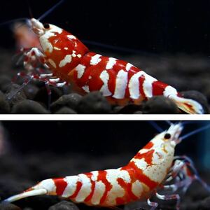 【Veraus-shrimp】抱卵1匹+雄1匹　No.Ⅱ/16mm程度/レッドファンシータイガー