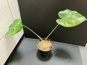 X102 モンステラ 斑入り 発根済み ホワイトモンスター デリシオーサ variegata 白斑 Monstera deliciosa 売り切り