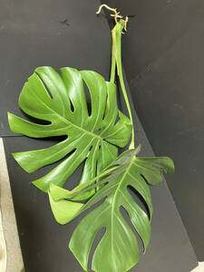 X97 モンステラ 斑入り 発根済み ホワイトモンスター デリシオーサ variegata 白斑 Monstera deliciosa 売り切り