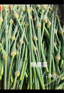 信州産　にんにくの芽　3kg 無農薬　有機栽培